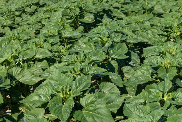 Giovani piante di girasole nel campo