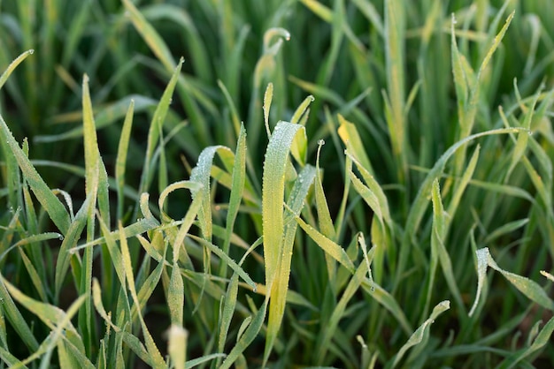 Giovani piante di grano che crescono sul terreno Campi di grano infiniti incredibilmente belli.