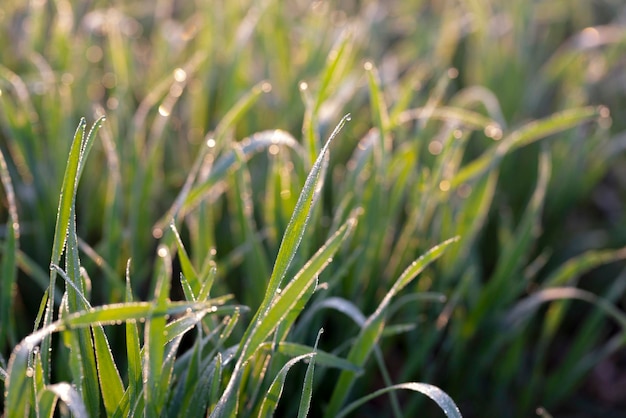 Giovani piante di grano che crescono sul terreno Campi di grano infiniti incredibilmente belli.