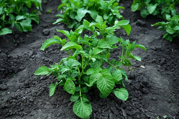 Giovani piante di patate che crescono nel giardino rurale