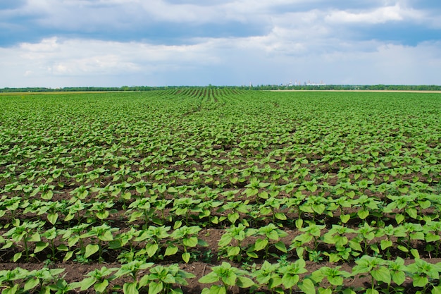 Giovani piante verdi del girasole della molla nel campo