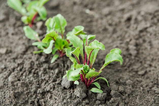 Giovani piantine di barbabietola nel terreno, giardinaggio e raccolto