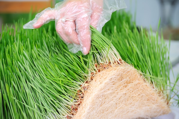 Giovani piantine di germogli di grano verde da vicino. Prodotto biologico.