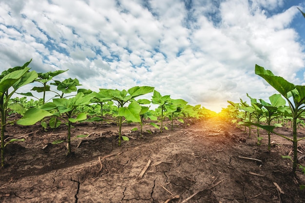 Giovani piantine di girasole verdi che crescono nel campo del suolo