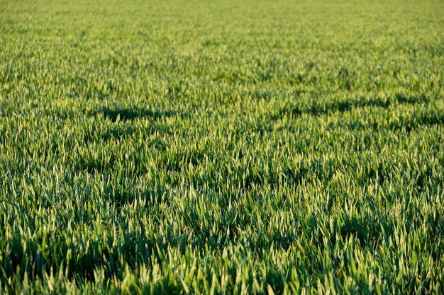 Giovani piantine di grano che crescono in un campo Grano verde che cresce nel suolo