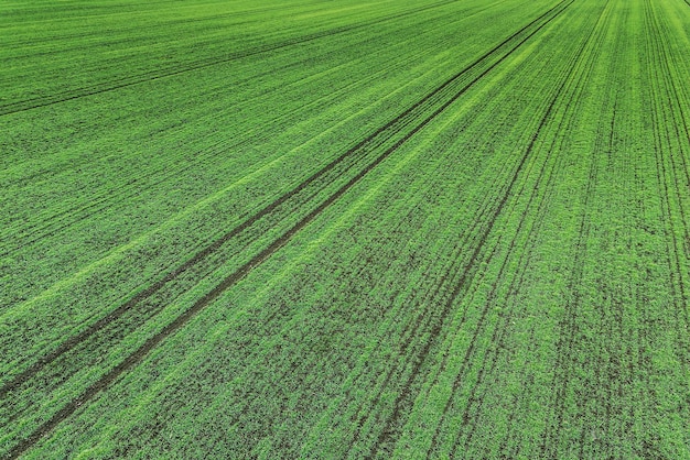 Giovani piantine di grano che crescono in un campo Vista aerea.