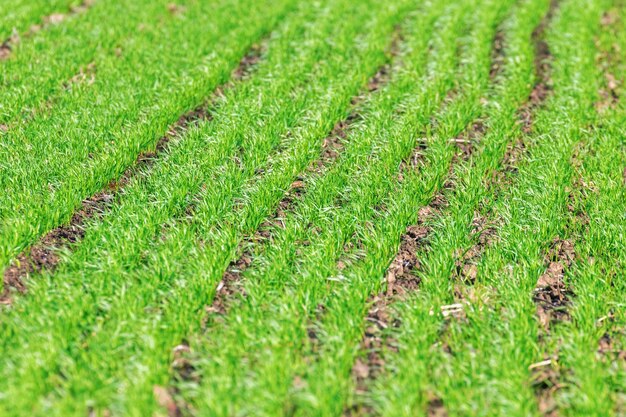 Giovani piantine di grano che crescono in un campo