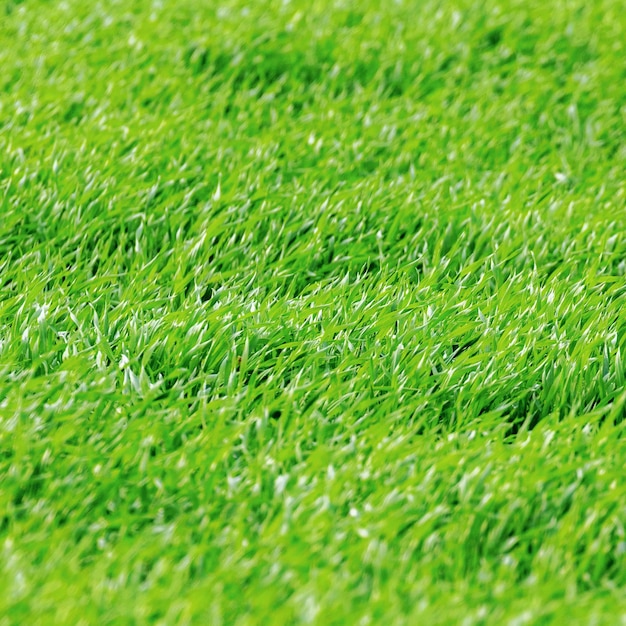 Giovani piantine di grano che crescono in un campo