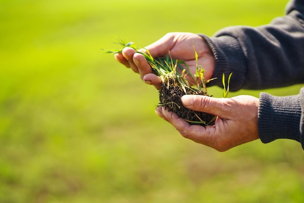 Giovani piantine di grano verde nelle mani di un agricoltore Agronomo controlla ed esplora i germogli di segale