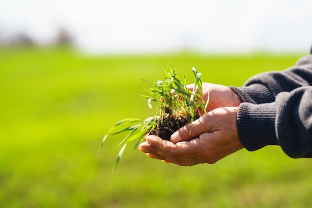 Giovani piantine di grano verde nelle mani di un agricoltore Agronomo controlla ed esplora i germogli di segale