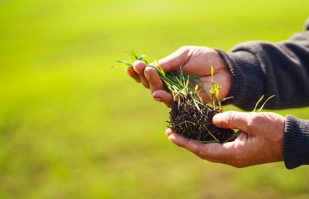 Giovani piantine di grano verde nelle mani di un agricoltore Agronomo controlla ed esplora i germogli di segale