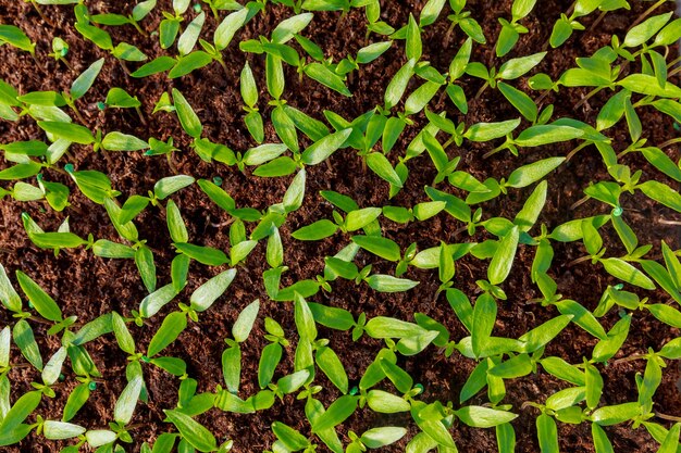 Giovani piantine di peperone. Giardinaggio. La giovane pianta è pronta per il trapianto.