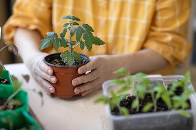 Giovani piantine di pomodoro forti nelle mani delle donne