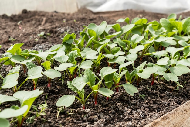 Giovani piantine di ravanello che crescono nel terreno letto da giardino concetto di giardinaggio biologico agricoltura alimentare sana