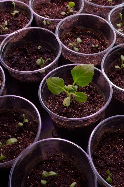 giovani piantine verdi in bicchieri di plastica con terra.