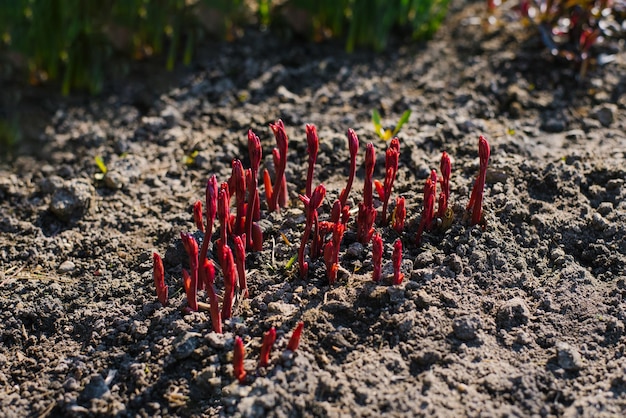 Giovani piccoli germogli di fiore di peonia in primavera il giorno soleggiato Lavori stagionali del giardino