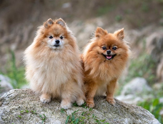 Giovani pomeranians, foto nella natura, in autunno