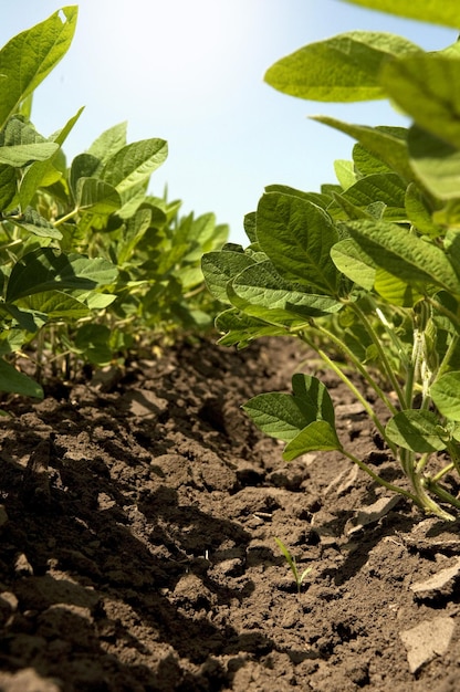 Giovani raccolti di soia verde in piantagione