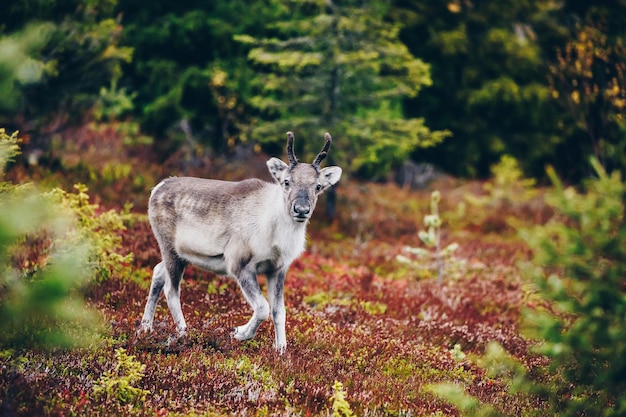 Giovani renne nella foresta di caduta in Lapponia Finlandia