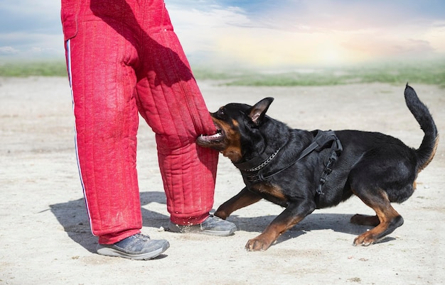 Giovani rottweiler in formazione per protezione sport e polizia