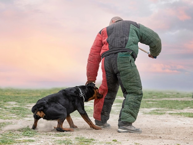 Giovani rottweiler in formazione per protezione sport e polizia