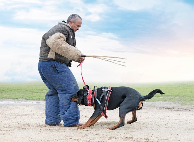 Giovani rottweiler in formazione per protezione sport e polizia