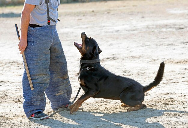 Giovani rottweiler in formazione per protezione sport e polizia