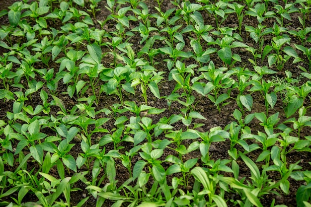 Giovani sementi nel terreno per la riproduzione Sementi vegetali