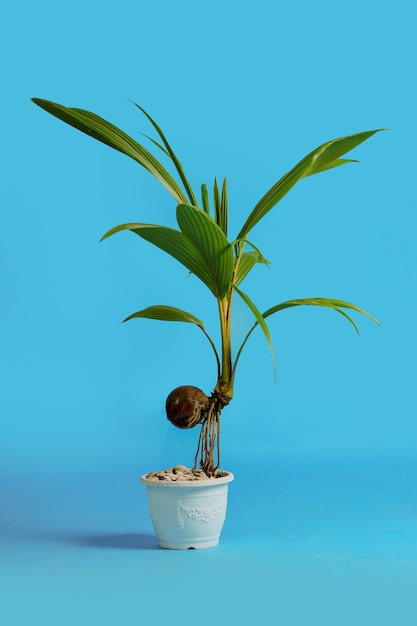 giovani semi di cocco in vaso Foto Premium