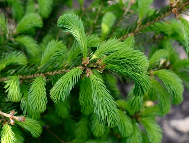 Giovani soffici germogli di abete verde, rami di abete.