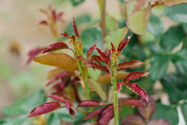 Giovani steli di rose da giardino colpite da afidi