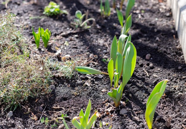 Giovani tiri verdi dei tulipani su un'aiola nel giardino un giorno soleggiato.