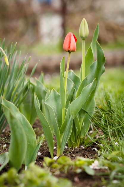 Giovani tulipani che crescono in giardino con sfondo naturale sfocato