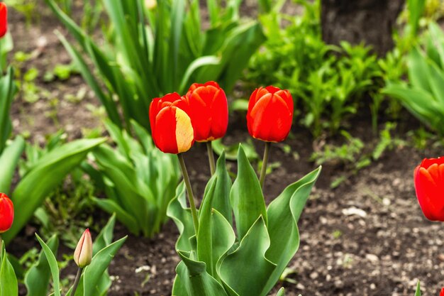 Giovani tulipani rossi in fiore nel giardino Sfondo del concetto di giardinaggio