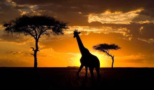 Giraffa al tramonto nella savana.