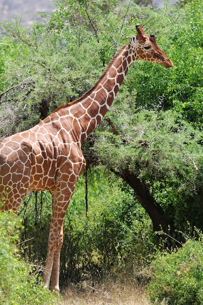 Giraffa allo stato brado. Africa, Kenya