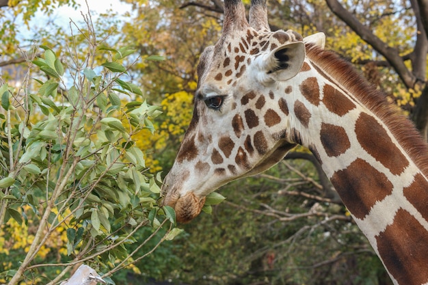 Giraffa alta adorabile naturale in parco all&#39;aperto verde.