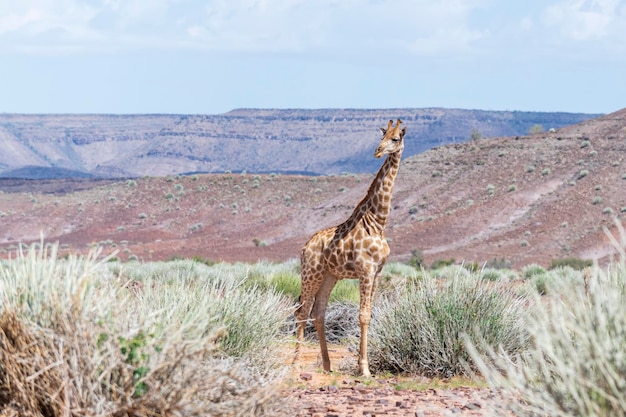 Giraffa che cammina nella savana africana Safari in Namibia