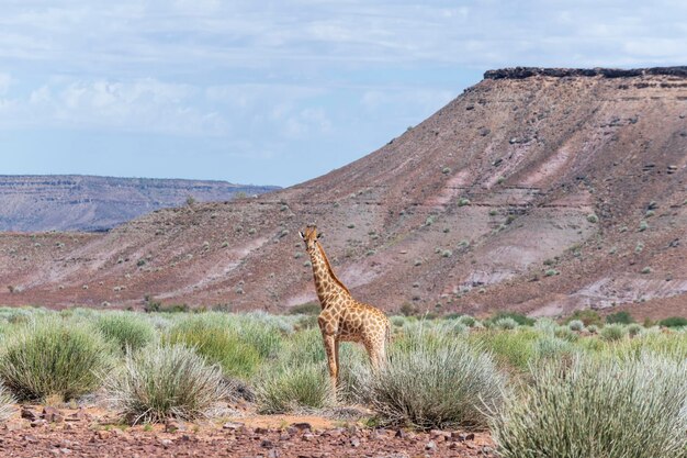 Giraffa che cammina nella savana africana Safari in Namibia