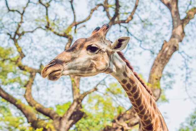 Giraffa che mangia da un albero in uno splendido paesaggio in Africa