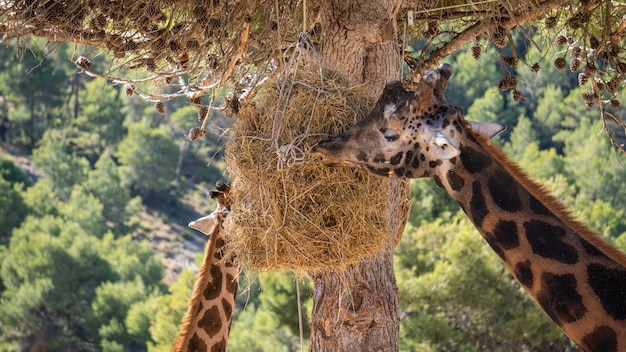 Giraffa che mangia impiccagione della paglia