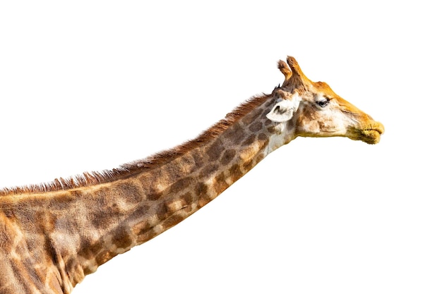 Giraffa che mostra testa e collo, isolata su sfondo bianco.