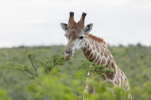giraffa che si alimenta nella savana africana