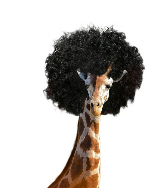 Giraffa con acconciatura afro isolata su sfondo bianco Per pubblicizzare un parrucchiere