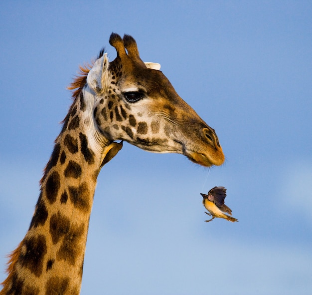 Giraffa con uccello.