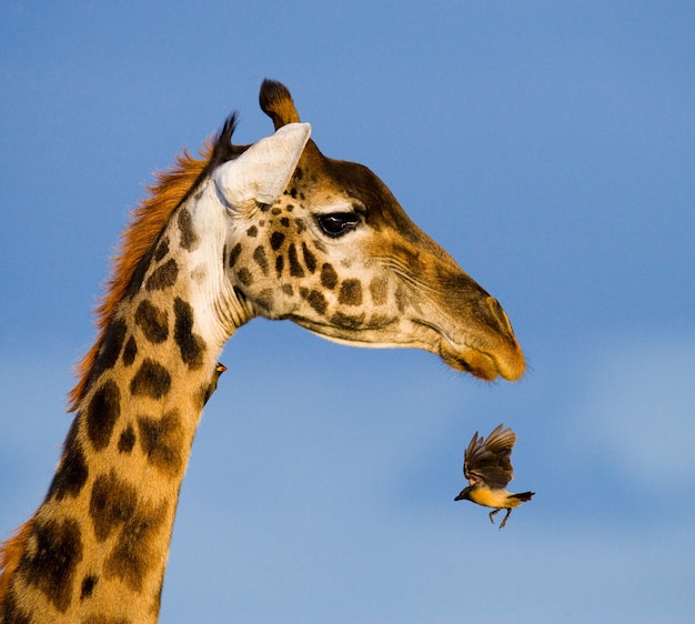 Giraffa con uccello.