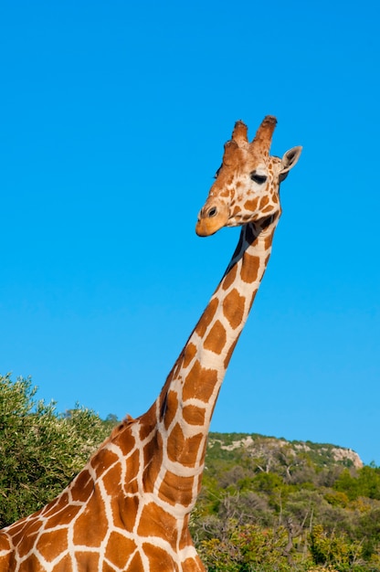 Giraffa contro il cielo blu
