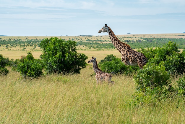 Giraffa e vitello