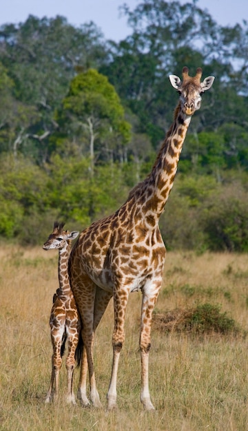 Giraffa femminile con un bambino nella savana