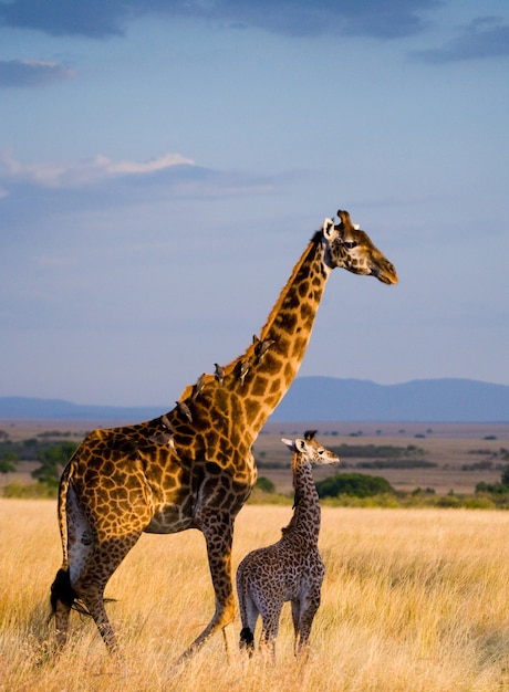 Giraffa femminile con un bambino nella savana.